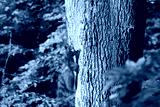 preview cold