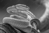 preview bw