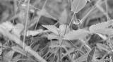 preview bw