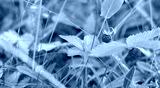 preview cold