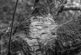 preview bw