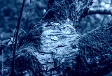preview cold