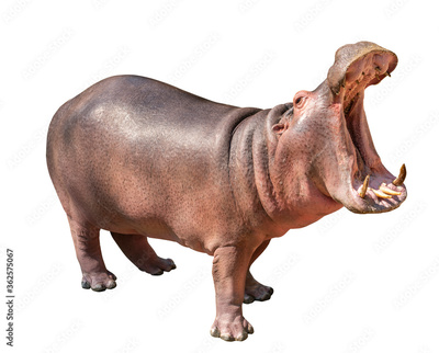 image to crop