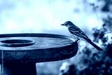 preview cold