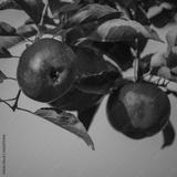 preview bw