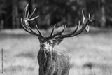 preview bw