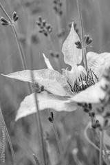 preview bw