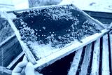 preview cold