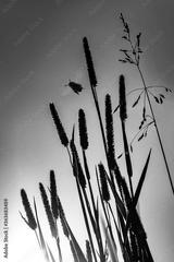 preview bw