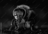 preview bw