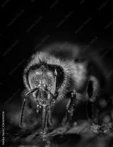 preview bw
