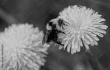 preview bw