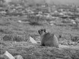 preview bw
