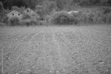 preview bw