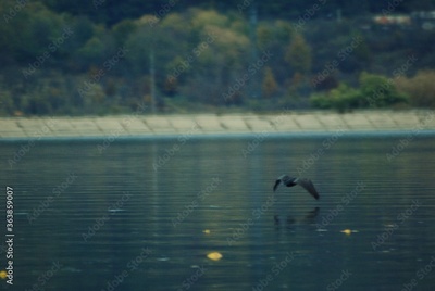 image to crop