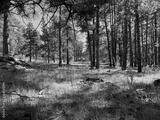 preview bw