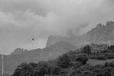 preview bw