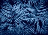 preview cold