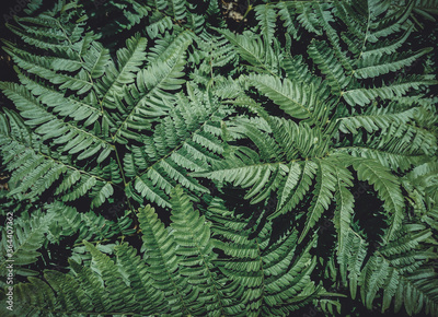 image to crop