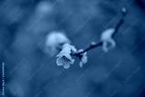 preview cold