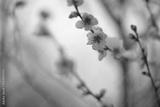 preview bw