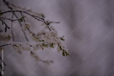 preview original