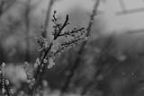 preview bw