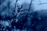 preview cold