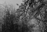 preview bw