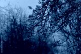 preview cold