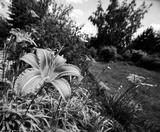 preview bw
