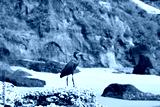 preview cold