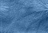 preview cold