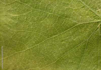 image to crop