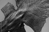 preview bw