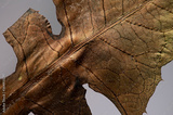 preview original
