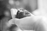 preview bw