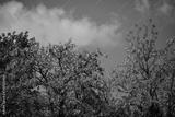 preview bw