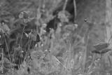 preview bw