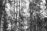 preview bw