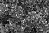 preview bw