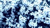 preview cold