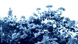 preview cold