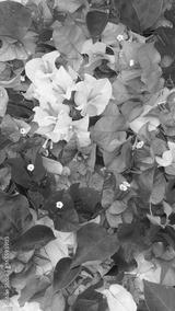 preview bw