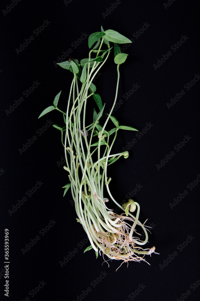 image to crop