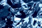 preview cold
