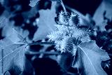 preview cold
