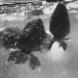 preview bw