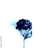 preview cold