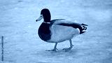 preview cold